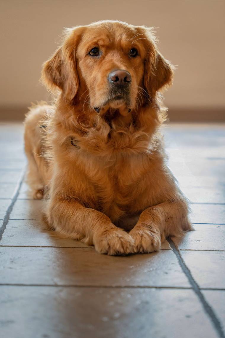 A golden retriever lying calmly on the floor at home