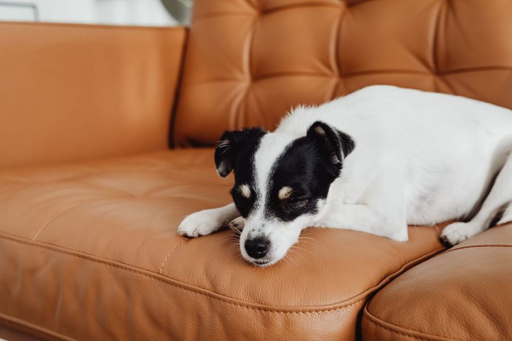 A Jack Russell terrier sleeping peacefully on a leather sofa